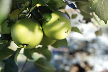 Image showing Fruit apples on a tree. Apples in the orchard.