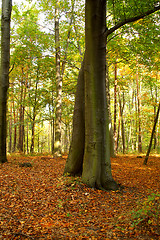 Image showing Beech forest