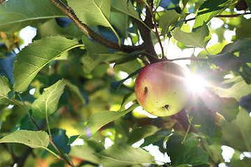 Image showing Apple orchard. Apple tree. Fruit apples on a tree.