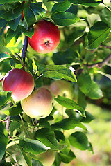 Image showing Apple tree. Fruit apples on a tree.