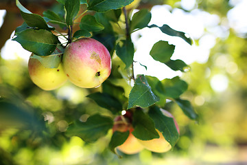 Image showing Ecological cultivation of apples.