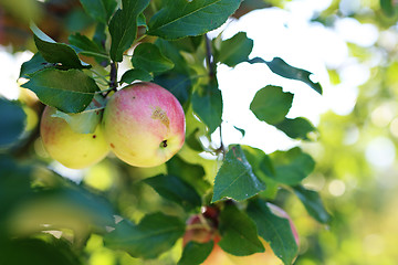 Image showing Apple orchard. Apple tree.