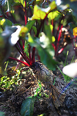 Image showing Beetroot. Red beets.