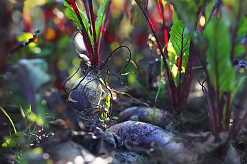 Image showing Garden vegetable patch with beets