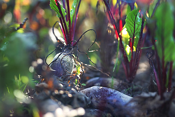 Image showing Garden vegetable patch with beets