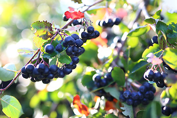 Image showing Aronia berries. Ripe fruit on the branches of a bush chokeberry