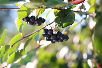 Image showing Chokeberry bush.