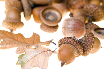 Image showing Acorns