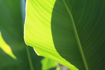 Image showing Large green leaves. Canna.