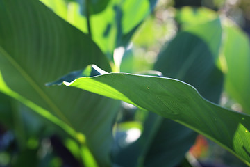 Image showing Large green leaves. Canna.