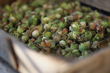 Image showing Hazelnuts. Nuts