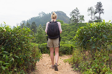 Image showing Female tourist enjoying beautiful nature of tea plantations, Sri Lanka.