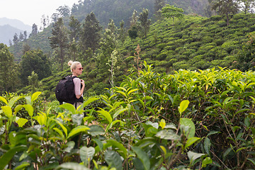 Image showing Female tourist enjoying beautiful nature of tea plantations, Sri Lanka.