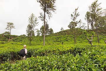 Image showing Female tourist enjoying beautiful nature of tea plantations, Sri Lanka.