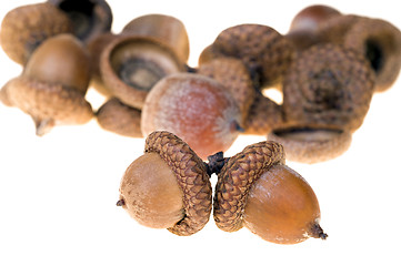 Image showing Acorns