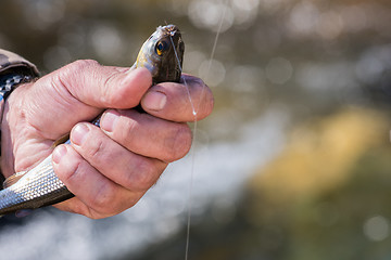 Image showing Fisherman holding caught