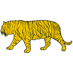 Image showing Sketch beautiful tiger on a white background. illustration
