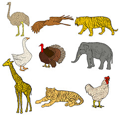 Image showing Sketch elephant, tiger, eagle, rooster, giraffe, ostrich, turkey, goose. chicken on a white background. illustration