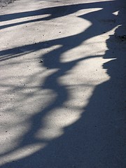 Image showing shadows on the pavement