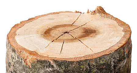 Image showing The cut tree horizontal