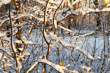 Image showing trees in the snow