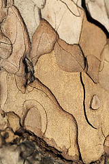 Image showing pine tree bark, close-up