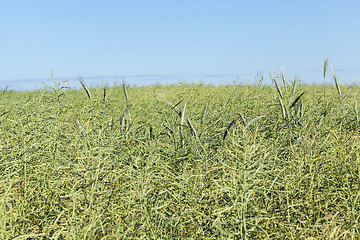 Image showing Field with cereal