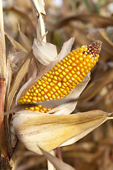 Image showing Ripe yellow corn