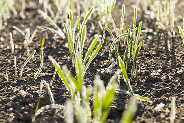 Image showing green wheat in frost, close-up