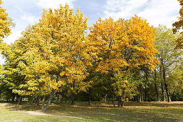 Image showing Maple Park in autumn