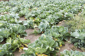 Image showing field with green cabbage