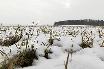 Image showing in winter, day