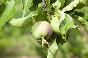 Image showing green leaves of apple trees and apples