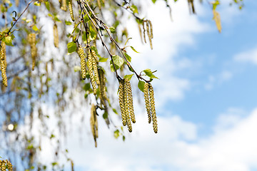 Image showing young birch leaves