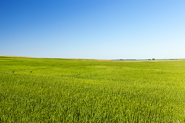 Image showing Field with cereal