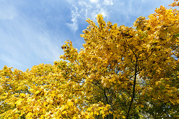 Image showing Park in the fall