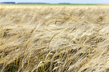 Image showing wheat farming field