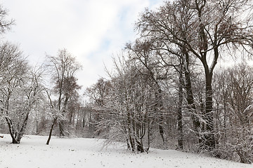 Image showing trees in the snow