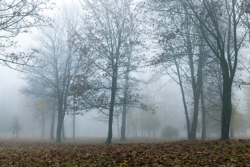 Image showing Fog in autumn season