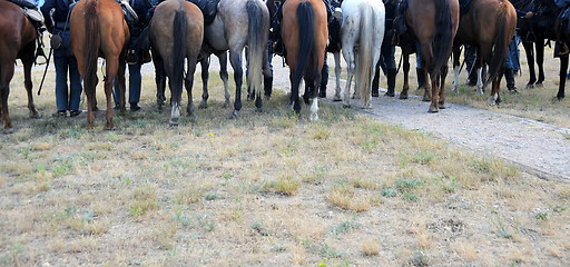 Image showing Horses standing.