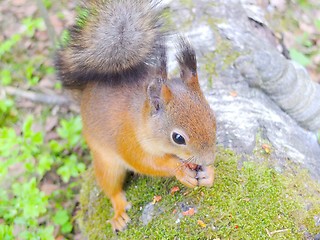 Image showing Cute squirrel eating a nut closeup