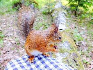 Image showing Cute squirrel eating a nut closeup