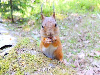 Image showing Cute squirrel eating a nut closeup