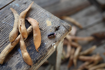 Image showing Legumes. Bean.