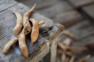 Image showing Pea. Mature pods of beans