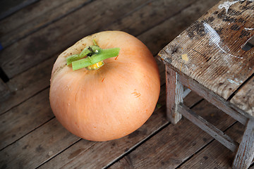 Image showing Pumpkin. Variety of pumpkin.