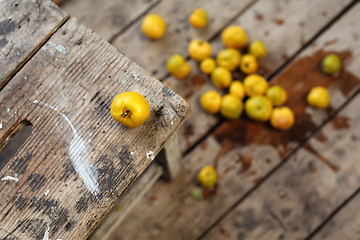 Image showing Chaenomeles Fruit Chaenomeles japonica
