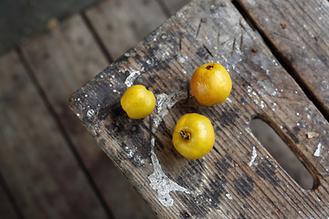 Image showing Chaenomeles, growing in the garden