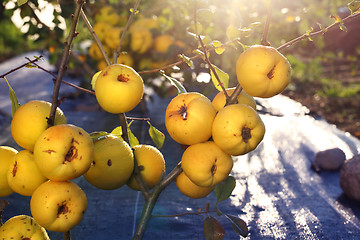 Image showing Fruiting quince shrub.