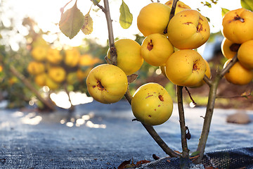 Image showing Quince bush